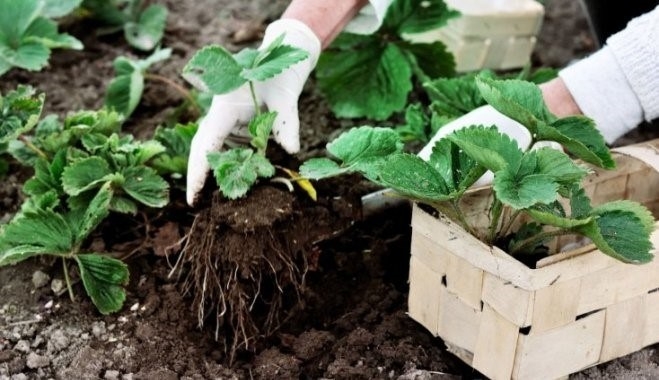 посадка клубники весной в открытый грунт
