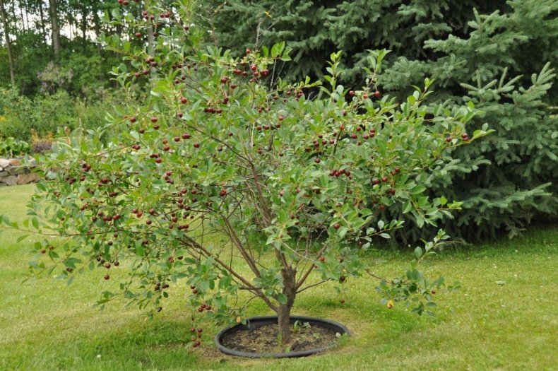 правильно посадить вишню