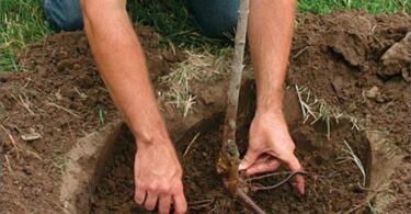 посадить вишню осенью