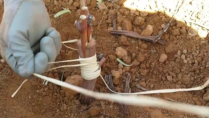 прививка винограда весной сроки видео время прививки