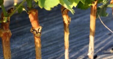 Прививка винограда