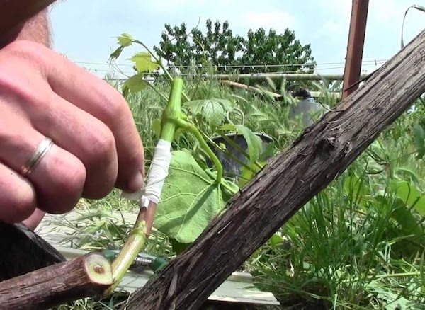 прививка винограда осенью