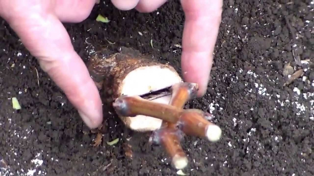 прививка винограда на старый куст