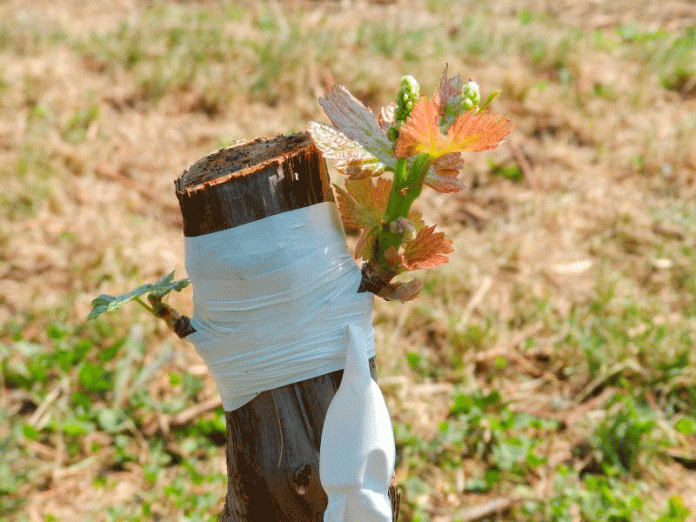 прививка винограда осенью