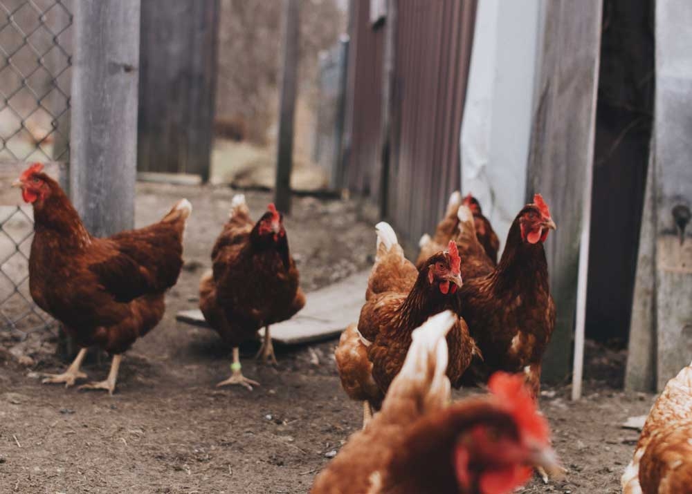 содержание птицы в домашних условиях