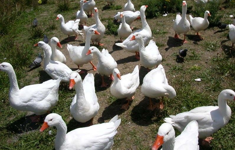 содержание птицы в домашних условиях