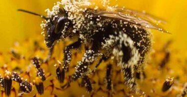 Пчелиная пыльца