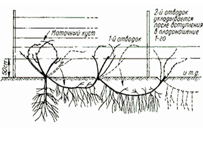 прикопка винограда на зиму