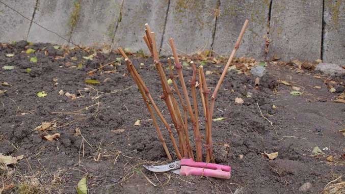 прикопать виноград на зиму