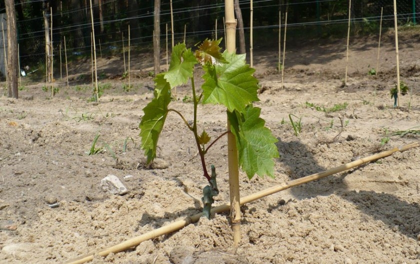 прикопка винограда на зиму