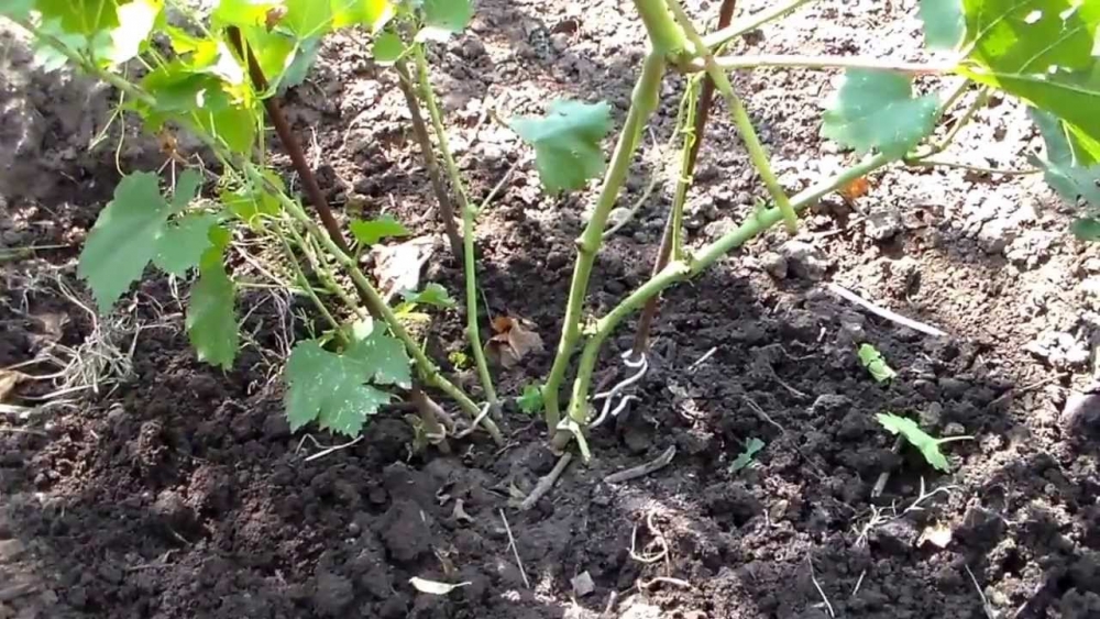 прикопка винограда на зиму