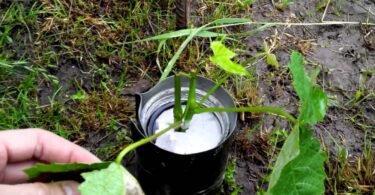 Прикопка винограда на зиму