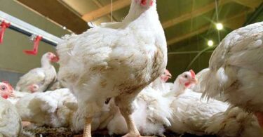 Содержание бройлеров в домашних условиях