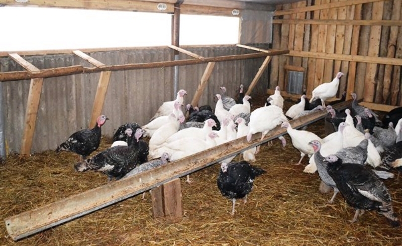 разведение индюков как бизнес выгодно или нет