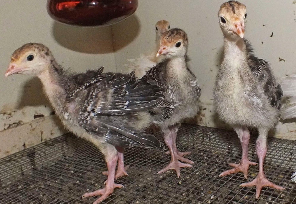 бизнес на индюках