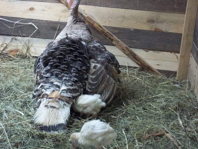 выращивание индейки как бизнес