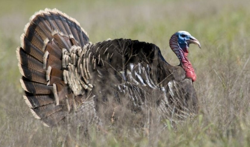 выращивание индейки как бизнес