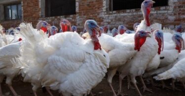 Выращивание индейки