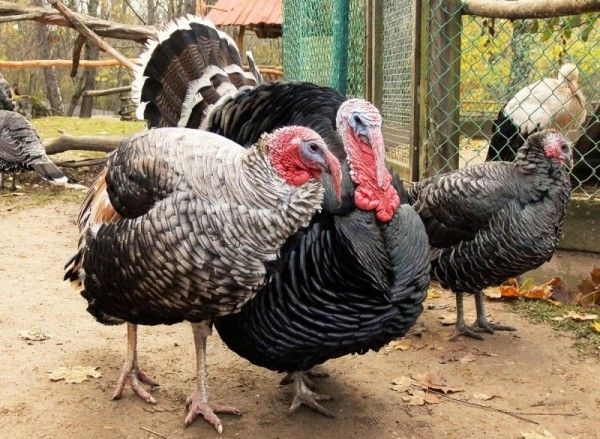 бизнес на индюках