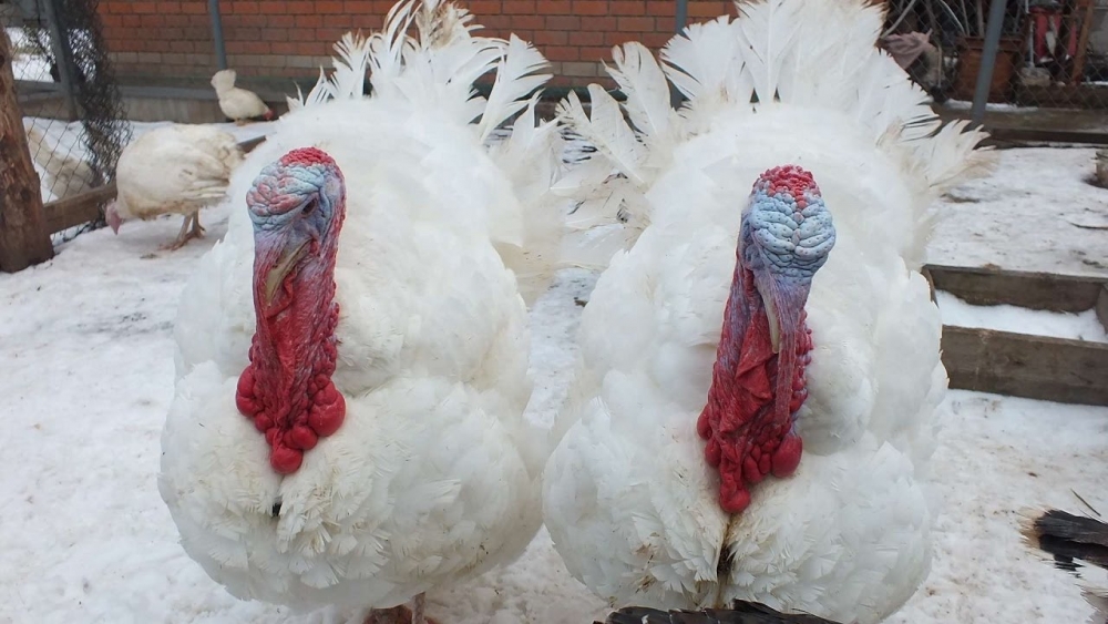 бизнес на индюках