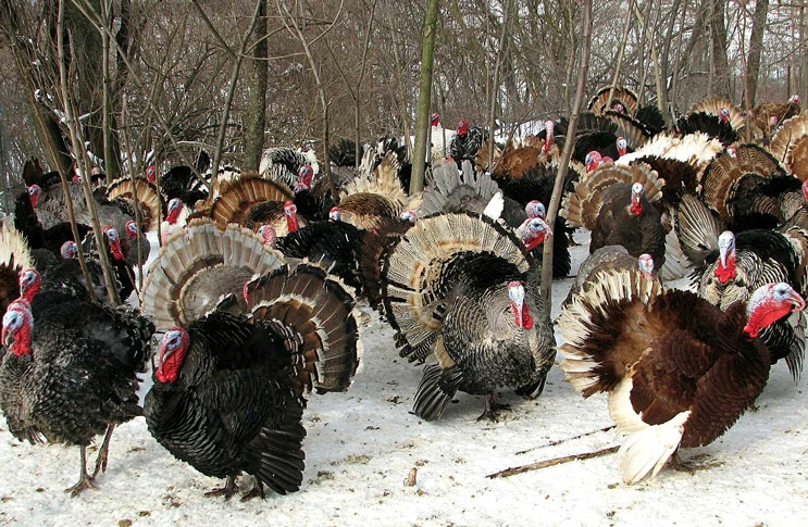разведение индюков как бизнес выгодно или нет