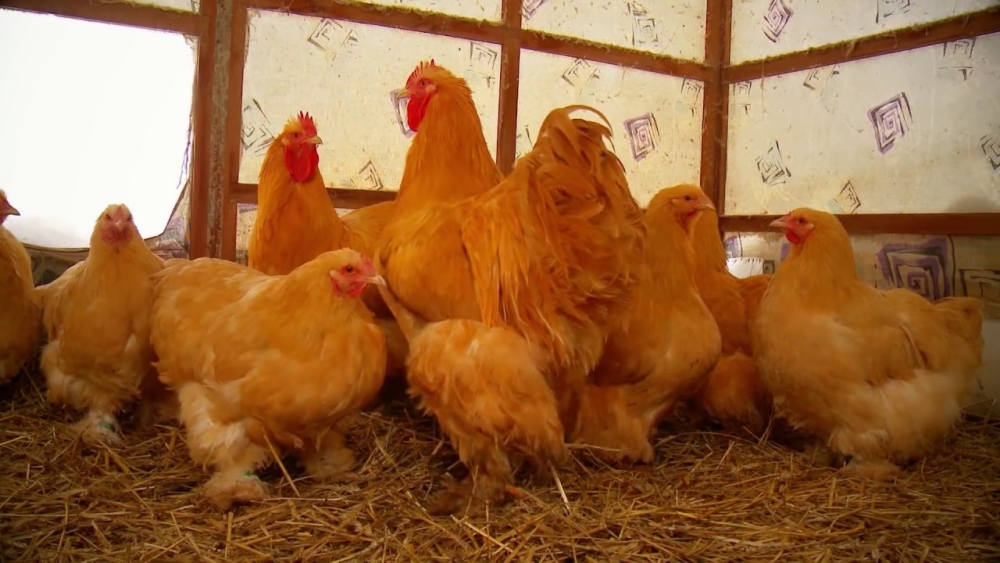 разведение кур несушек на яйца как бизнес