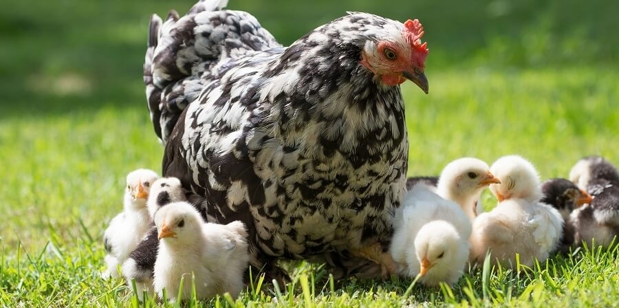 разведение кур несушек на яйца как бизнес