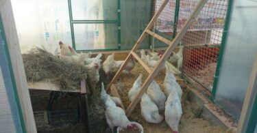 бизнес с курами