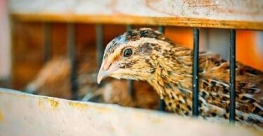 содержания перепелов