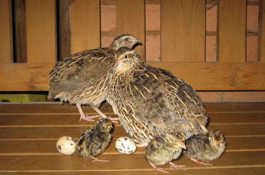 помещение для перепелов