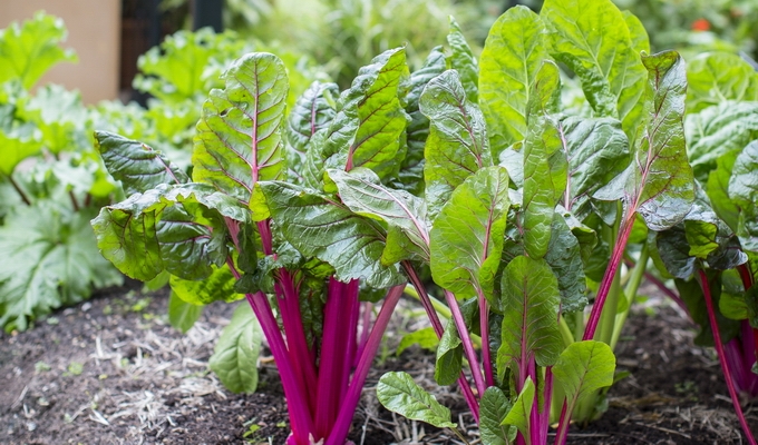 ревень фото растения