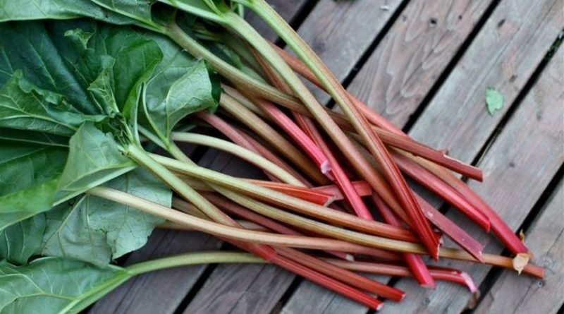 вырастить ревень