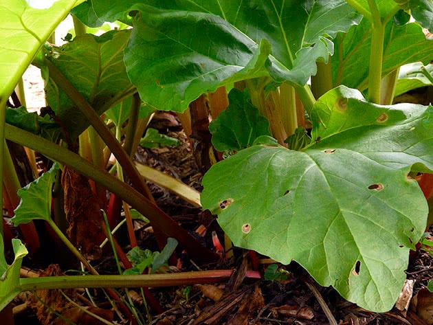 ревень фото растения