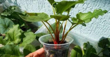 Ревень посадка