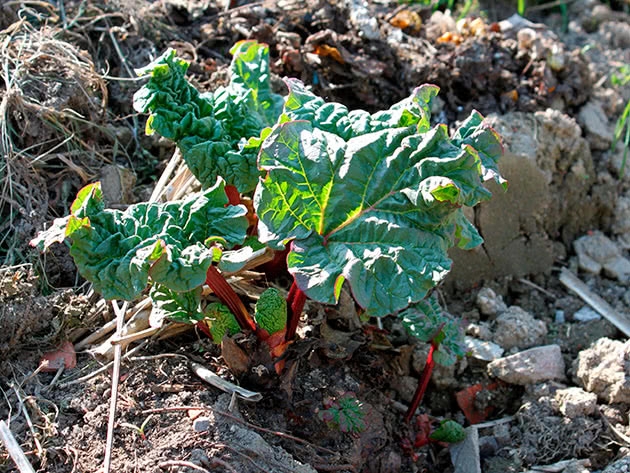 ревень посадка и уход