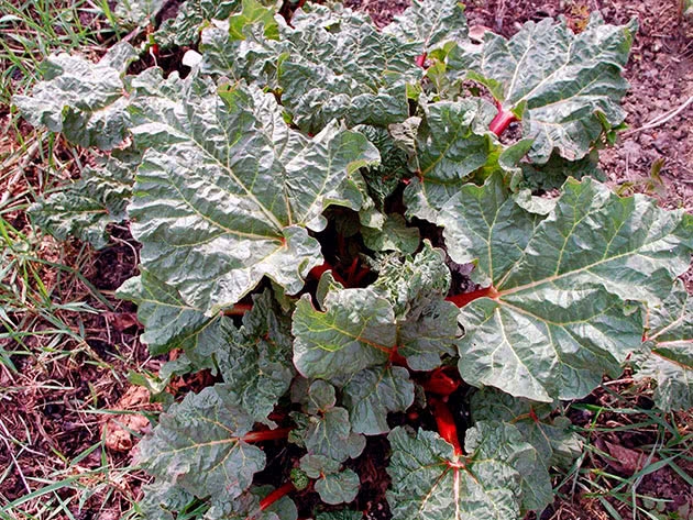 ревень выращивание