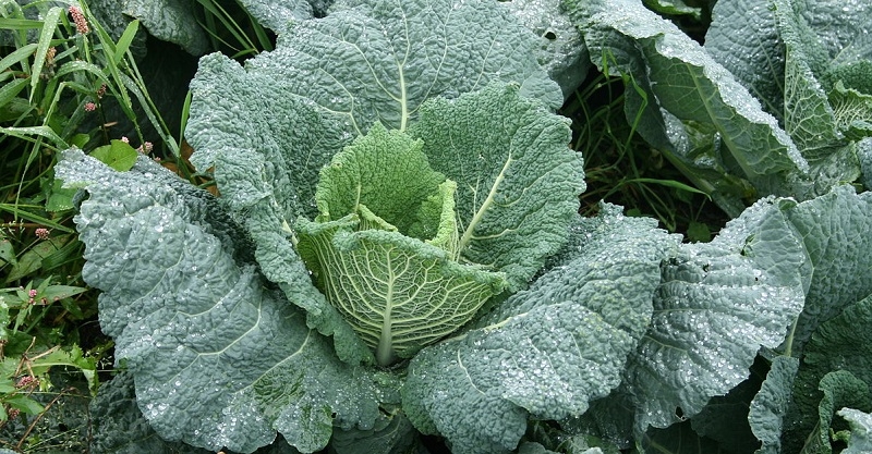 савойская капуста выращивание и уход