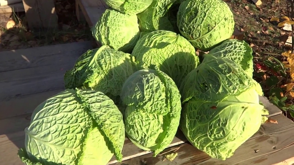 савойская капуста фото