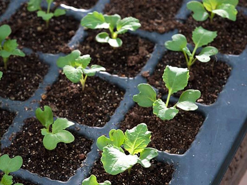 савойская капуста фото