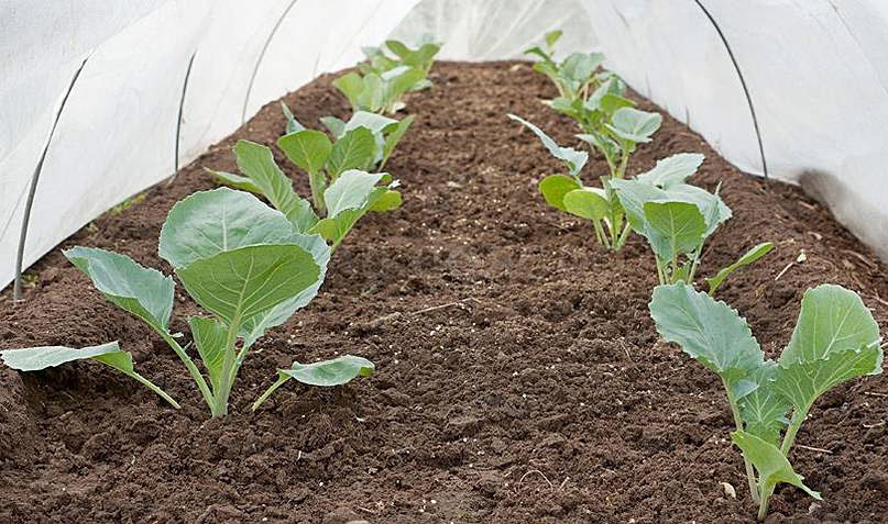 савойская капуста фото