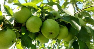 Яблоня Семеренко