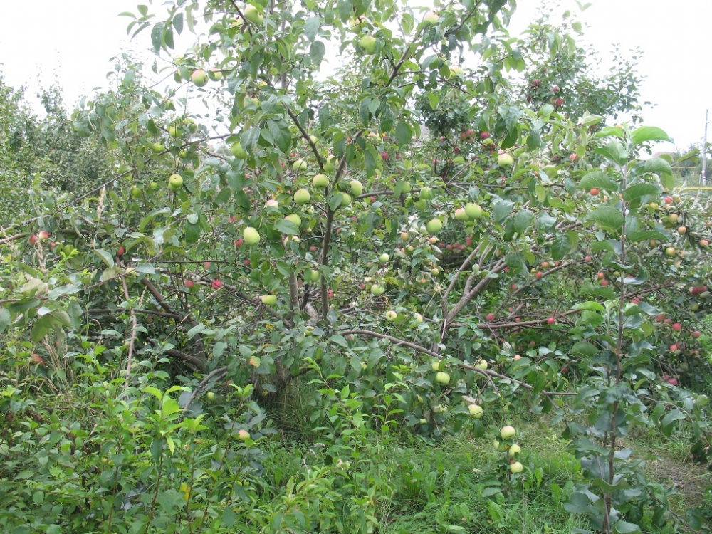 северный синап яблоня описание
