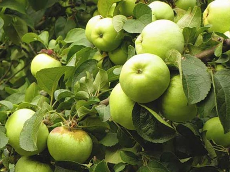 северный синап яблоня описание