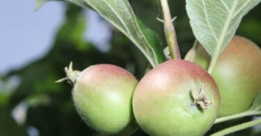 Сорт яблок Северный Синап