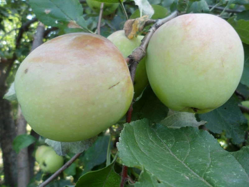 северный синап яблоня описание