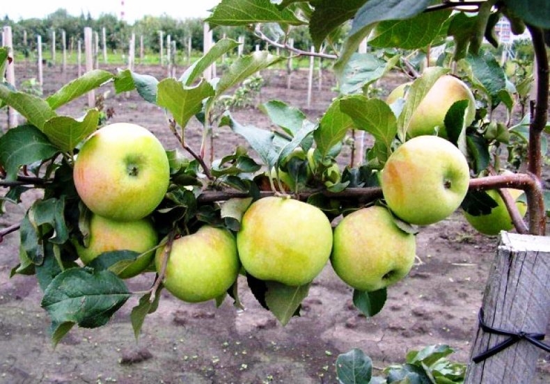 сорт яблок северный синап фото и описание