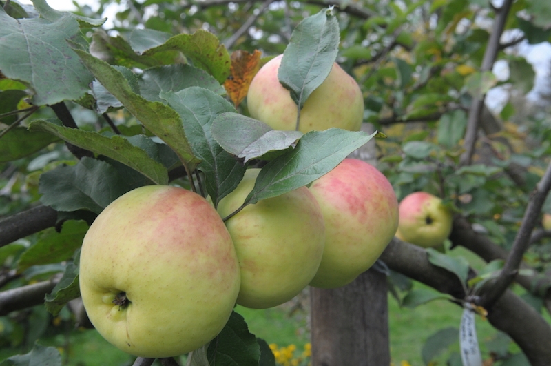 сорт яблок северный синап фото и описание