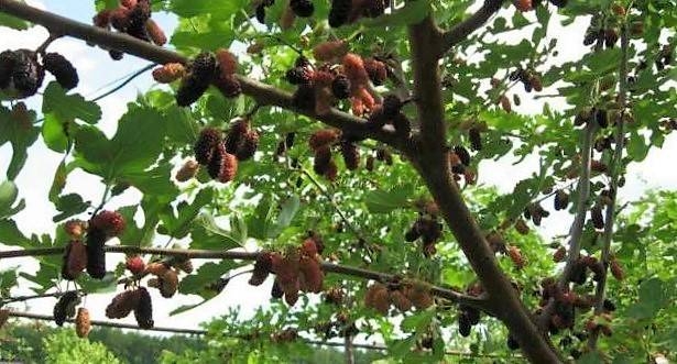 шелковица на урале посадка и уход