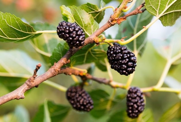 шелковица полезные свойства