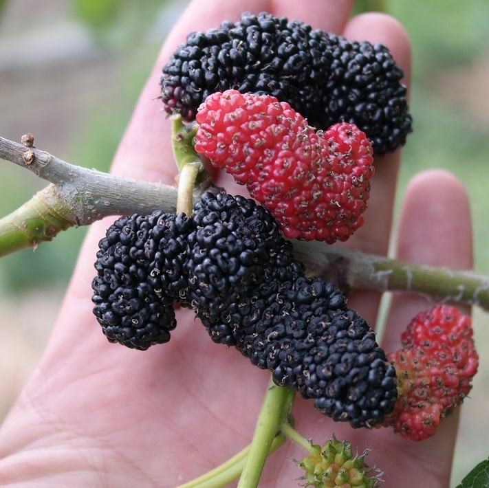 обрезка шелковицы осенью